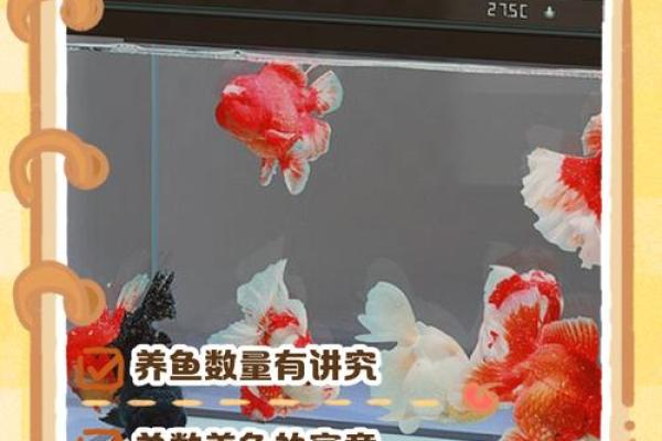 家里养风水鱼养几条比较好？有什么讲究吗？