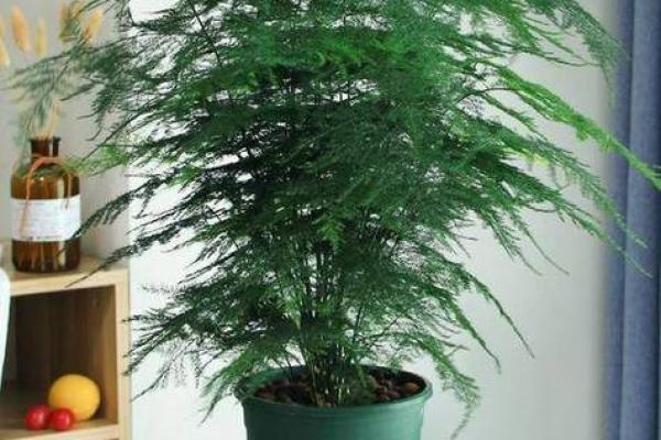 沈阳房子风水植物有哪些