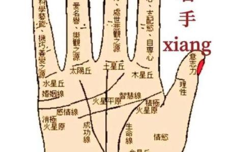 女人右手掌纹图解算命