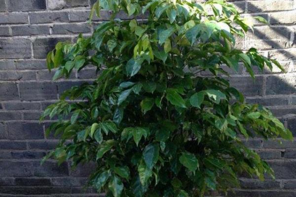 平安树风水攻略：如何利用风水安排平安树
