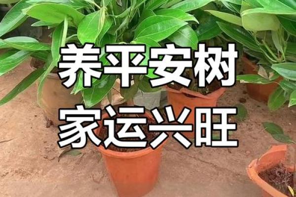 平安树风水攻略：如何利用风水安排平安树