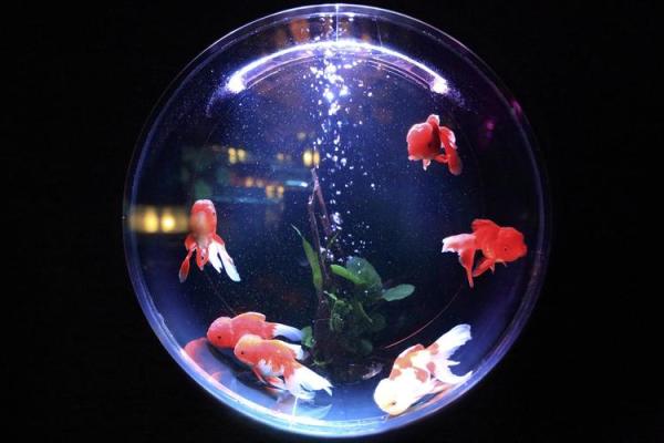 风水金命的人可以养鱼吗可以增加财富吗