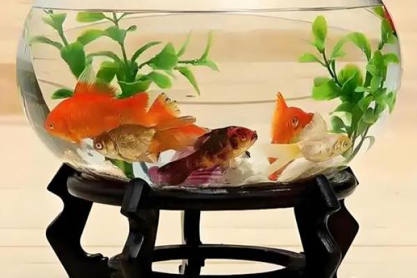 鱼缸的风水妙用
