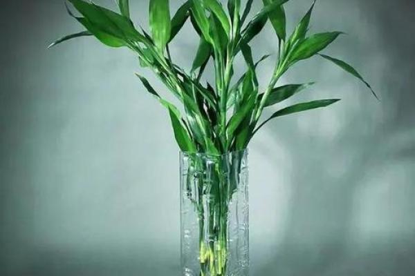 十二星座什么植物最适合养家