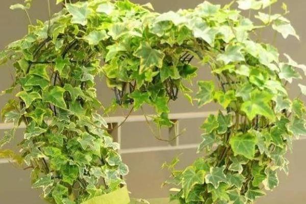 十二星座什么植物最适合养家