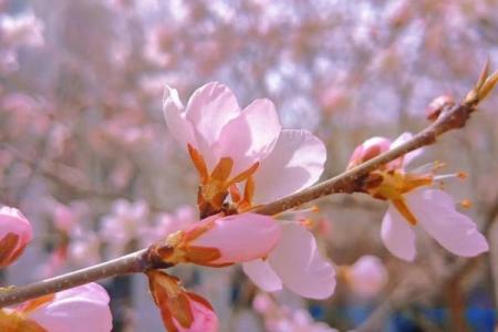 【桃花测试】单身族来看！这个月你的桃花运势如何？
