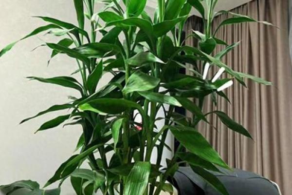 厨房招财风水也很重要 放这几种花能够招财改运 厨房招财风水也很重要 放这几种花能够招财改运