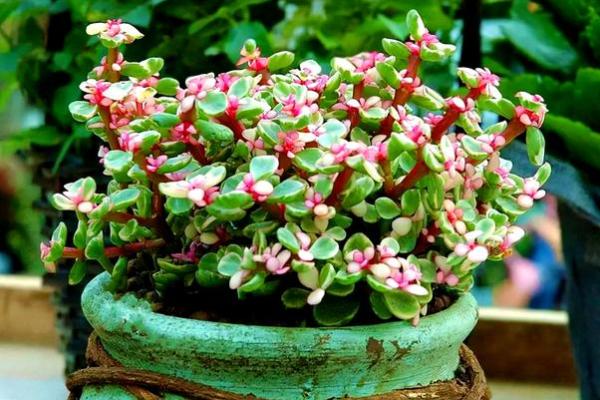 厨房招财风水也很重要 放这几种花能够招财改运 厨房招财风水也很重要 放这几种花能够招财改运