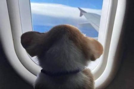 单身狗八字问卜：详解单身狗的桃花运势