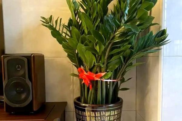 办公室花卉摆放风水 小小的一盆花也有讲究