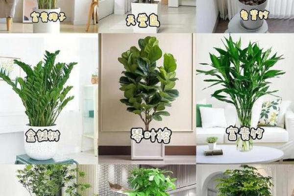 室内盆栽植物的介绍和风水作用 室内盆栽植物的介绍和风水作用