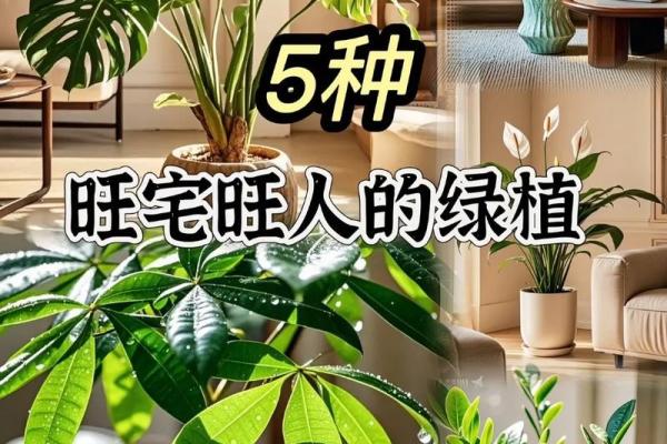 室内盆栽植物的介绍和风水作用 室内盆栽植物的介绍和风水作用