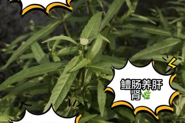 蚰蜒风水之说 蚰蜒风水之说