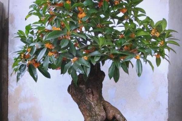 房子墙边长树风水好吗 房子墙边长树风水好吗