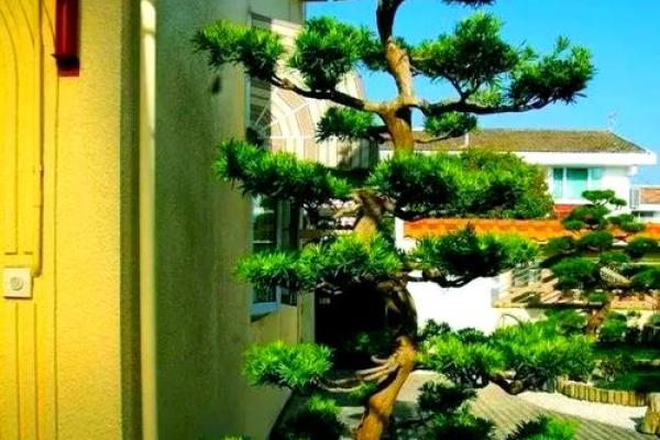 房子墙边长树风水好吗 房子墙边长树风水好吗