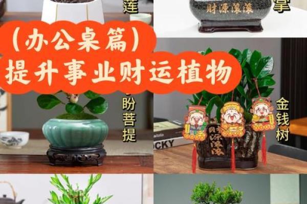 公司摆放风水禁忌 摆放什么植物可以招财 公司摆放风水禁忌 摆放什么植物可以招财