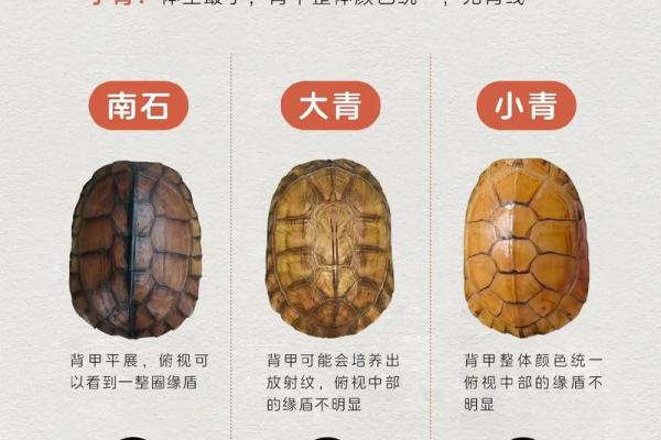 风水乌龟壳的功效与作用