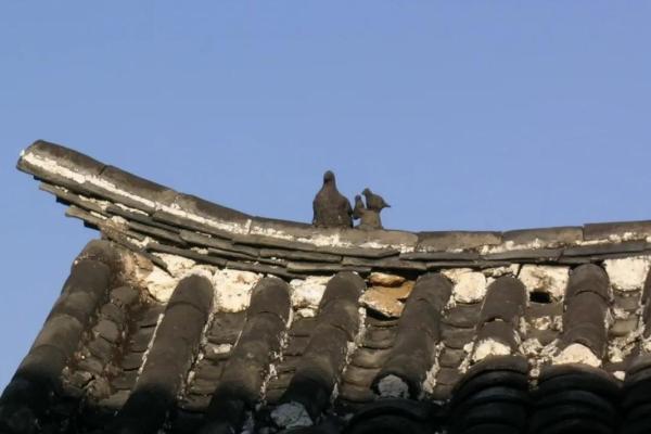 猫山下的房子风水 猫山下的房子风水