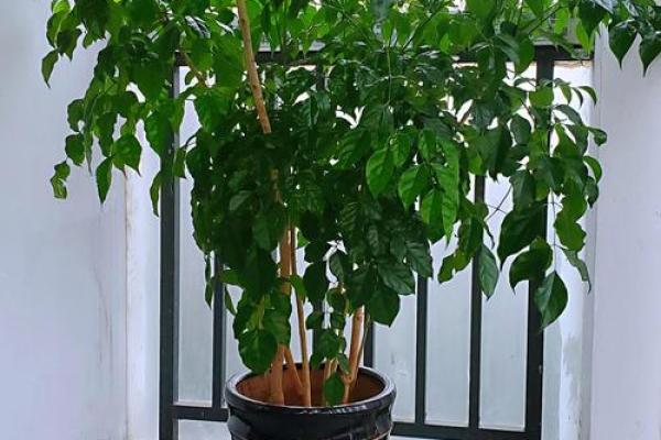 风水财运门前种树也不要种这三棵树禁忌