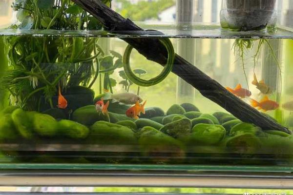 家里养鱼也有风水讲究这么一说