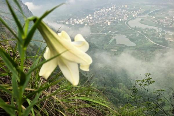 百合花有哪些风水作用