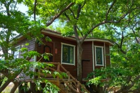 树上的房子风水