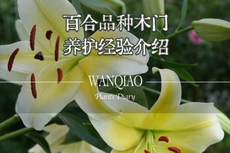 百合花有哪些风水作用