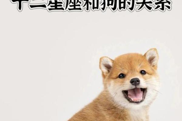 属狗星座性格特点详解及相应配对建议 属狗星座性格特点详解及相应配对建议