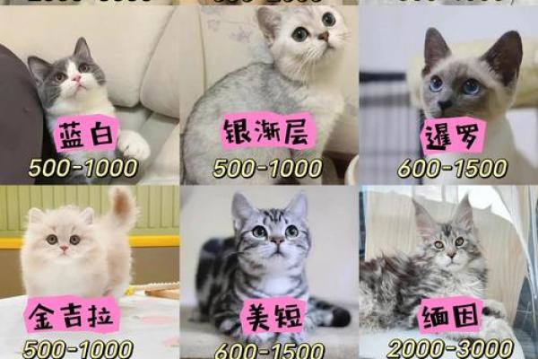 家里可以养新猫吗吉凶测试