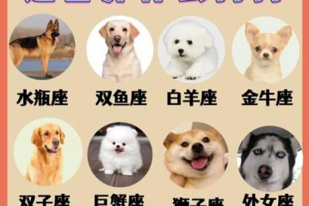 十二星座适合养什么特殊宠物狗