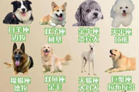 属狗星座性格特点详解及相应配对建议