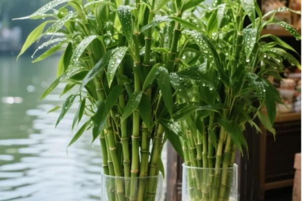 家居生活中风水植物与健康开运 家居生活中风水植物与健康开运