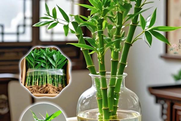 家居生活中风水植物与健康开运 家居生活中风水植物与健康开运