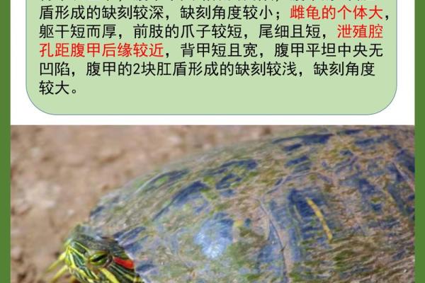 住宅养龟风水禁忌有什么说法作用
