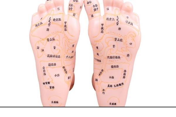 看相算命：详解脚底穴位图