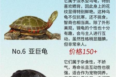 风水化煞龟选哪种如何选择适合自己的？