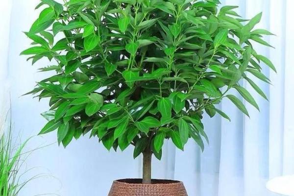 北方庭院十大吉祥之树风水树