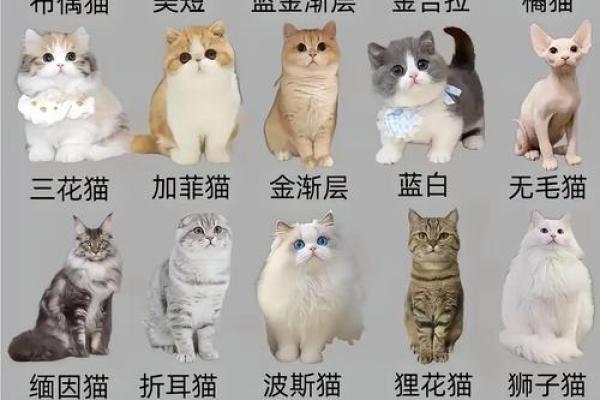 十二星座猫品种大全，让你一秒钟爱上这些可爱的猫！