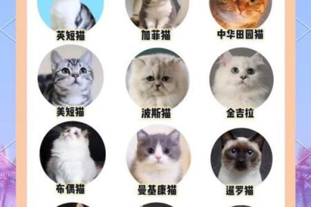 十二星座猫品种大全，让你一秒钟爱上这些可爱的猫！