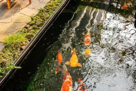 房子门口可以有鱼池吗风水
