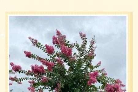 紫薇花象征着好运吗,紫薇花吉利吗