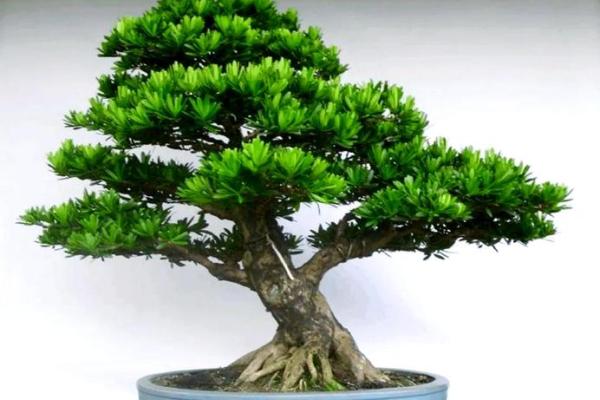 庭院风水树有哪些 庭院种什么树风水好