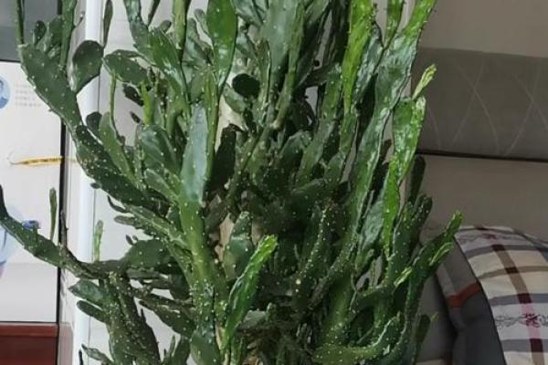 千手观音植物风水