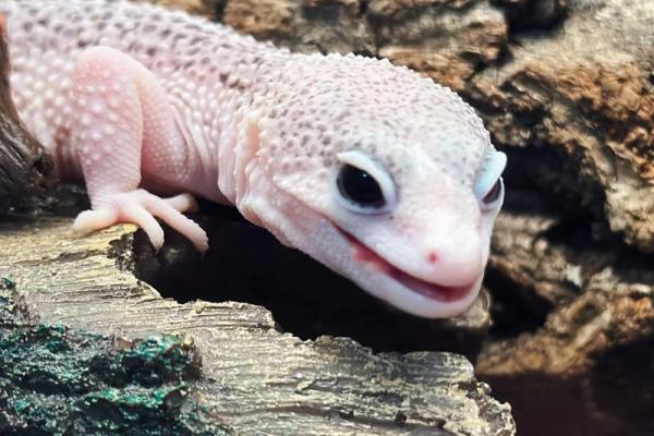 适合十二星座的蜥蜴 适合十二星座的蜥蜴