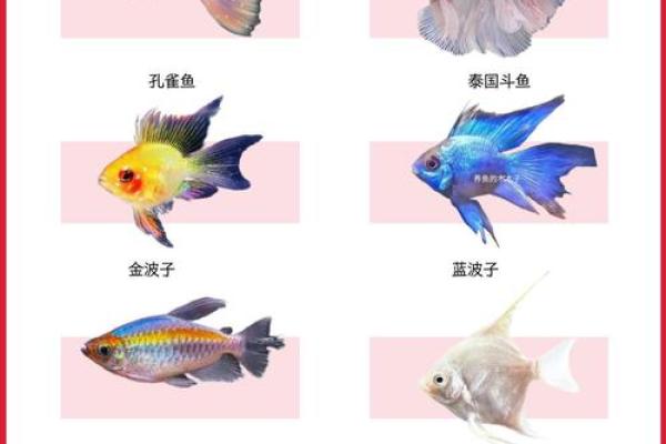 家庭养风水鱼适合哪几种? 家庭养风水鱼适合哪几种?