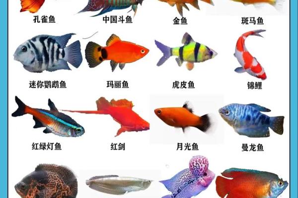 家庭养风水鱼适合哪几种? 家庭养风水鱼适合哪几种?