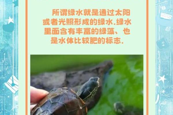 办公室养龟有什么风水说法讲究 办公室养龟有什么风水说法讲究