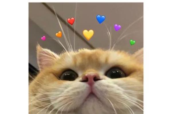 和狮子座最有缘的星座 狮子男和十二星座女的配对 和狮子座最有缘的星座 狮子男和十二星座女的配对