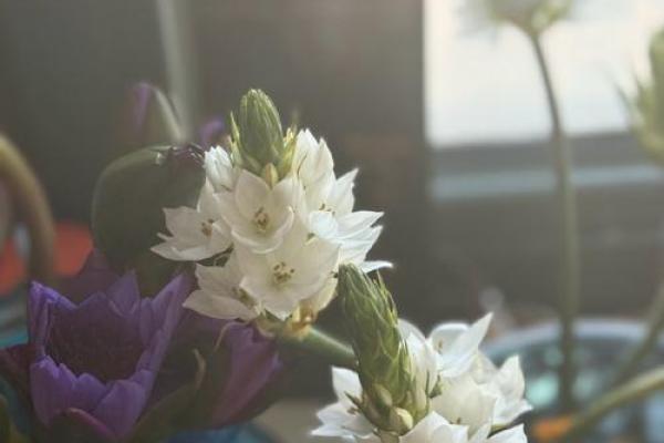 花放窗台风水 花放窗台风水