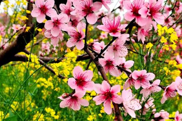 【测试】春天到了,你的桃花会开吗? 【测试】春天到了,你的桃花会开吗?